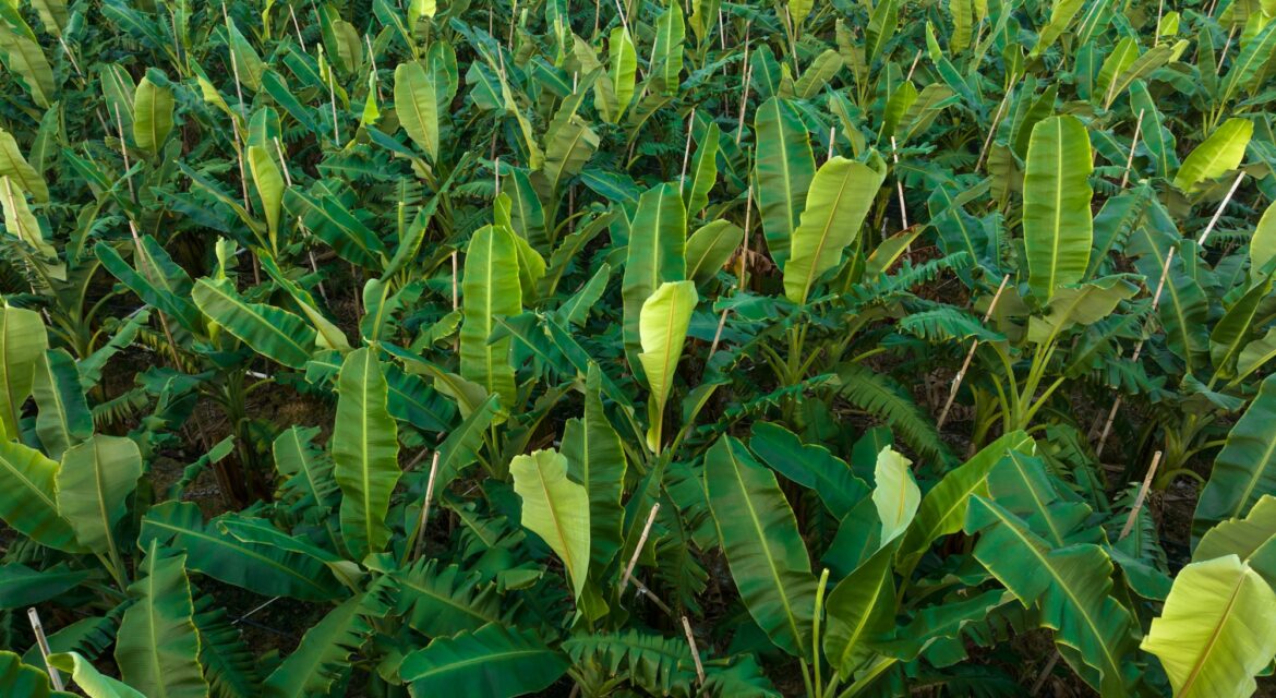 Aerial view of banana trees growing at field