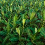 Aerial view of banana trees growing at field