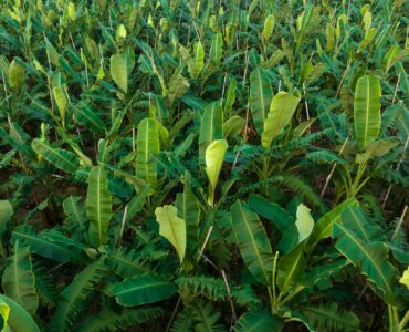 Aerial view of banana trees growing at field