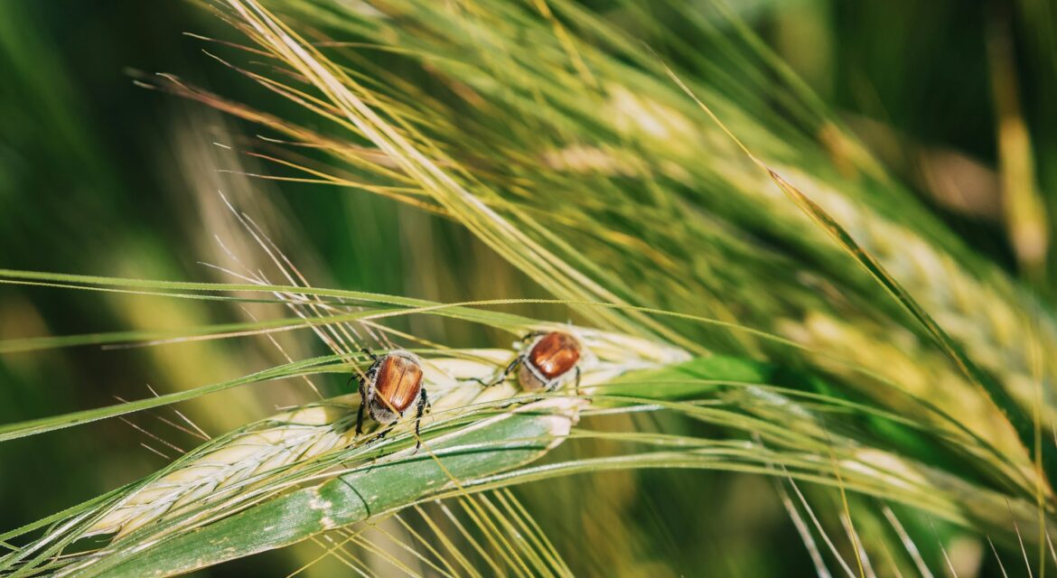 Insects Pest Of Agricultural Crops Grain Beetles On Wheat Ear On Background Of Wheat Field. Bread