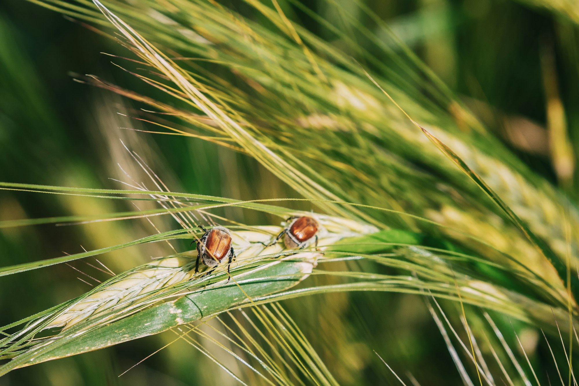 Insects Pest Of Agricultural Crops Grain Beetles On Wheat Ear On Background Of Wheat Field. Bread