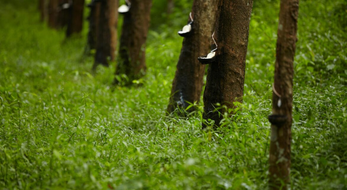 Thai rubber trees in a row