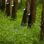 Thai rubber trees in a row