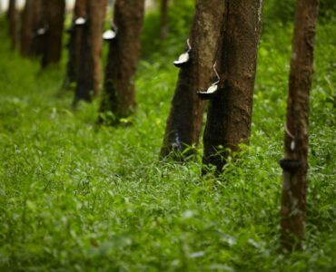 Thai rubber trees in a row